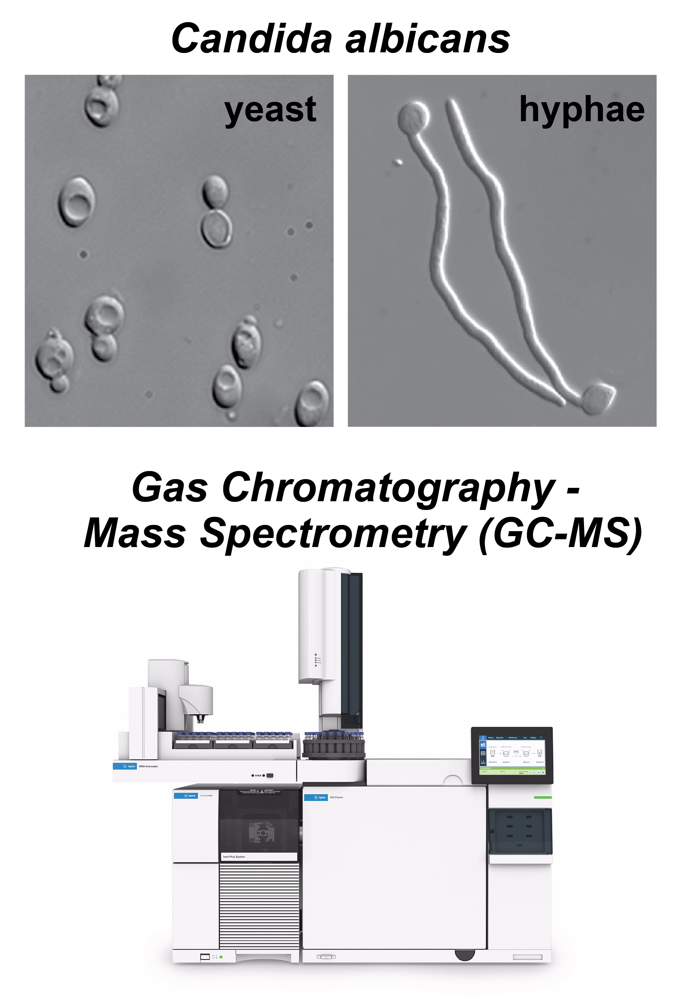 C. albicans morphology (top) and GC-MS (bottom)