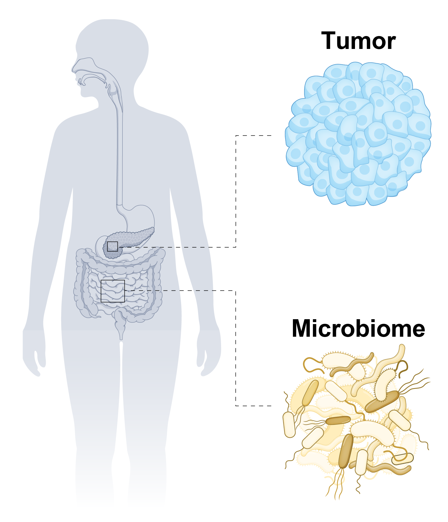 Host-microbiome interactions
